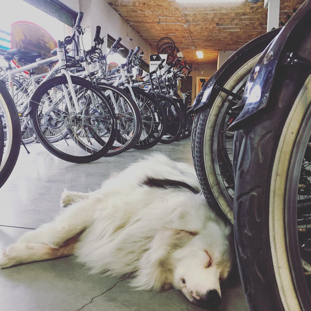 Barton Springs Bike Rental