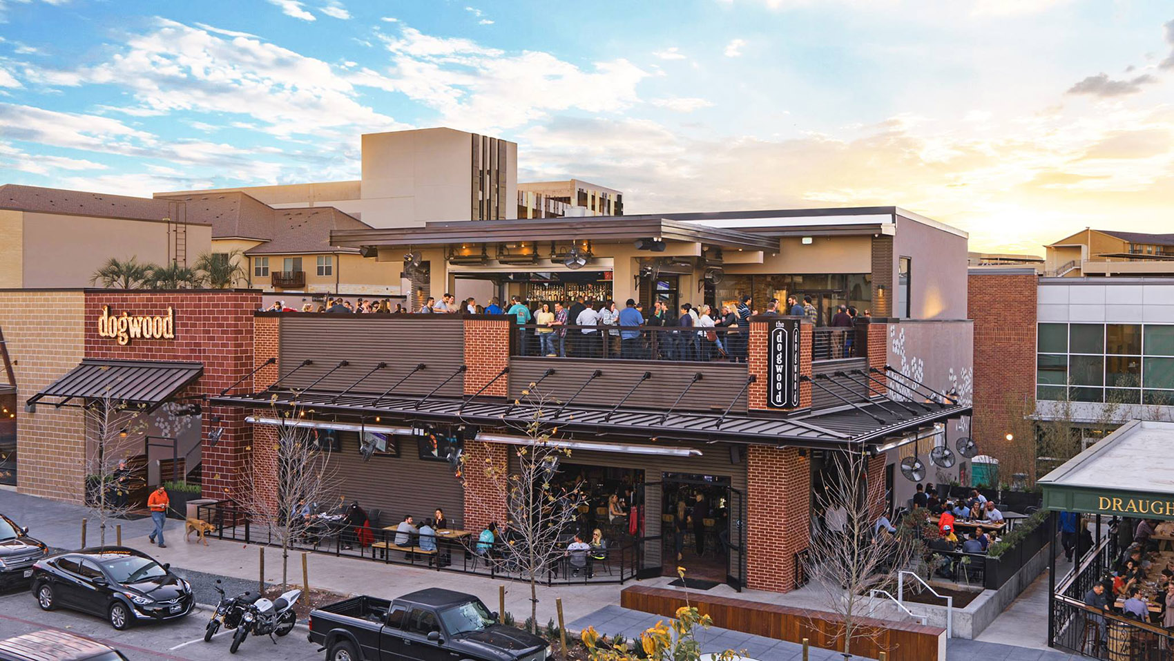 The Dogwood Rock Rose