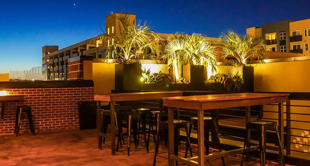 The Dogwood Rock Rose