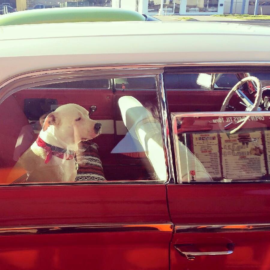 Top Notch Hamburgers - Austin, TX
