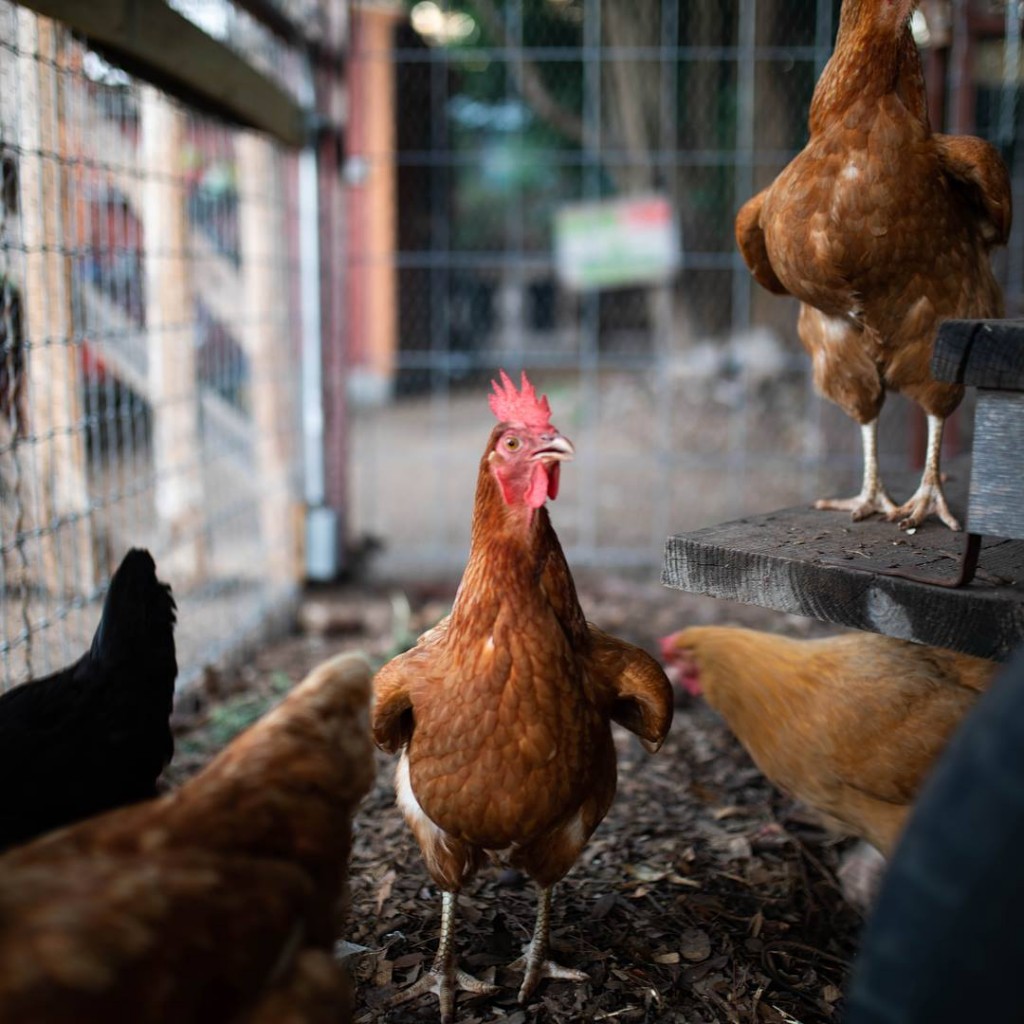Cosmic Coffee and Beer Garden - Live Music & Food Trucks too !