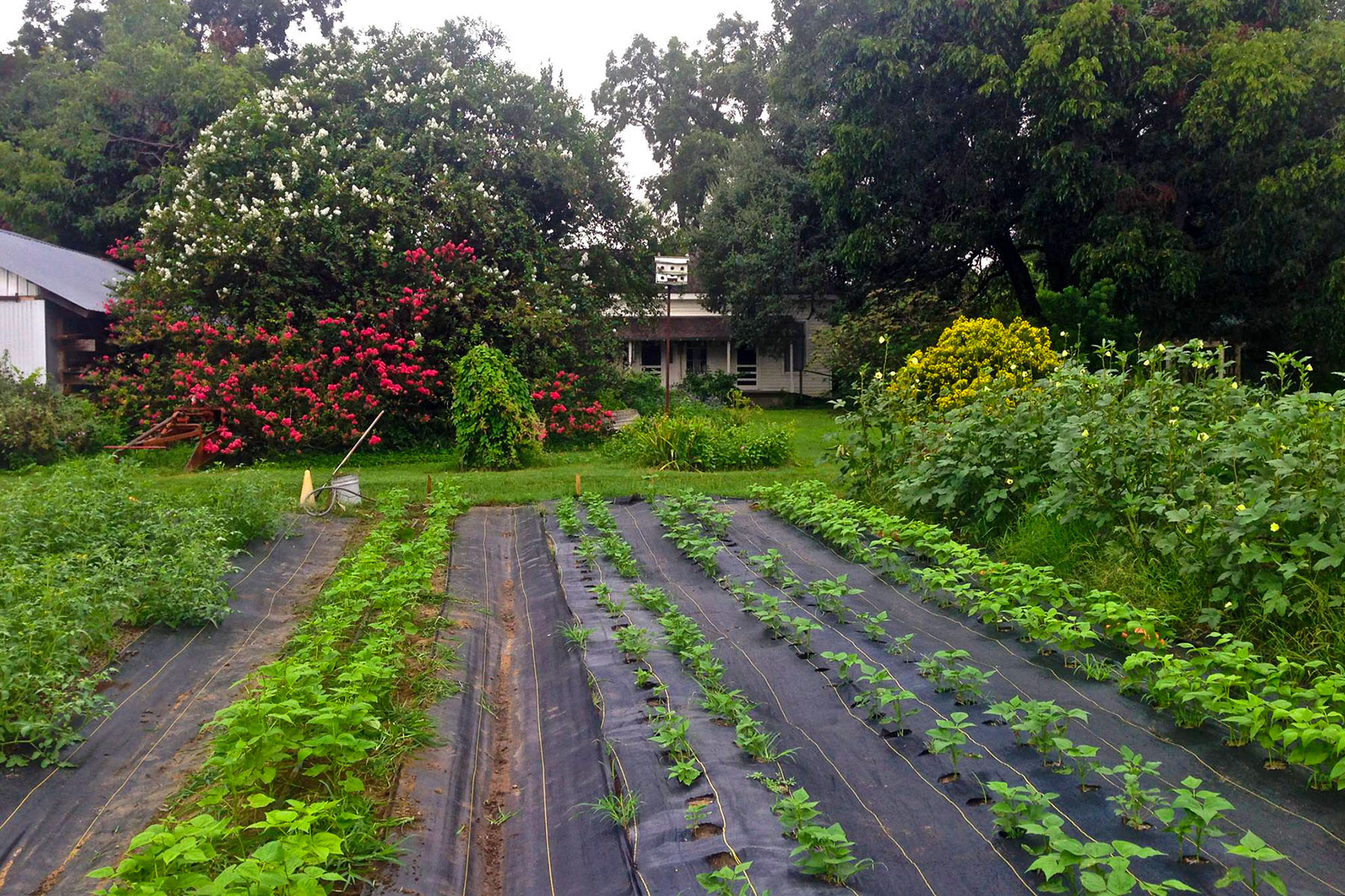 Boggy Creek Farm. Photo courtesy Tracy Geyer - Boggy Creek Farm