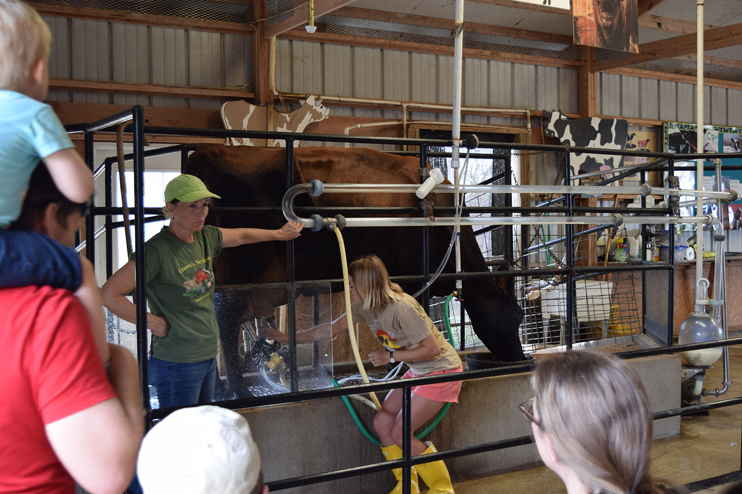 Milking demo at Crowe's Nest Farm. Photo courtesy Dave Williams - Crowe's Nest Farm